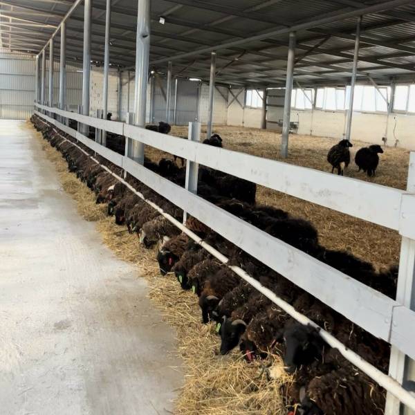 Read more about the article В Карачаево-Черкесии открыли крупнейшую в СКФО площадку откорма овец